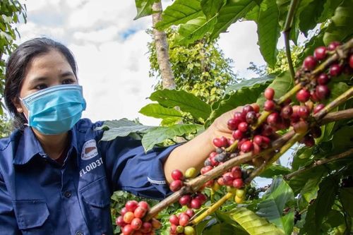 Giá nông sản hôm nay (7/3): Giá cà phê bất ngờ đứt gãy chuỗi đà tăng nhiều ngày
