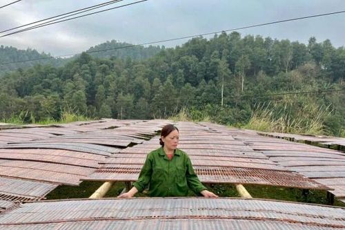 Thúc đẩy tiêu thụ, xây dựng thương hiệu miến dong Bắc Kạn