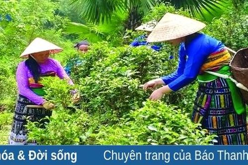 Tâm tư trên những vùng chè (Bài 1): Lưu lại 'dấu' chè...