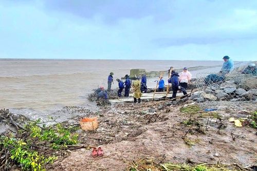 'Giải cứu' sạt lở bờ biển đồng bằng sông Cửu Long