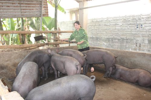 Tròn cả hai vai