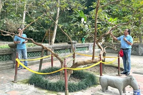 Chuyện về 3 cây ở xứ Thanh độc lạ