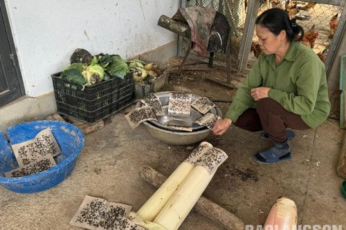 Bắc Việt: Người dân khổ vì... ruồi
