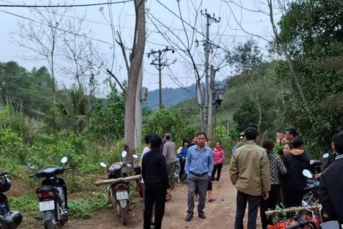 Điện lực thành phố Lào Cai thông tin vụ việc trâu bị điện giật chết