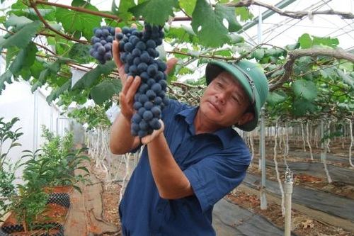 Khám phá sinh thái cây nho Nhật ở Bồng Lai