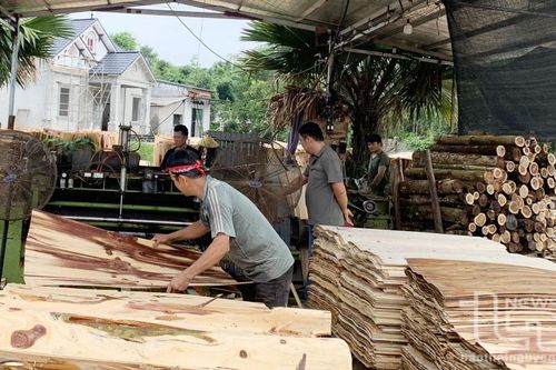 Đồng Hỷ phát huy giá trị kinh tế rừng