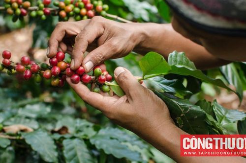 Giá cà phê hôm nay 7/3: Ghi nhận sự sụt giảm mạnh mẽ ở cả thị trường nội địa và quốc tế