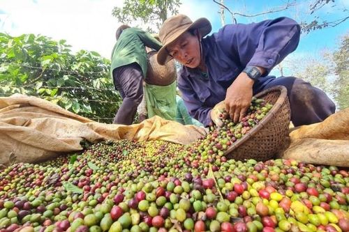 Ngày 7/3: Giá cà phê trong nước giảm mạnh, hồ tiêu duy trì đà tăng