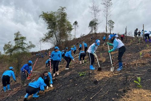 Toàn tỉnh trồng mới được 29,62 ha rừng