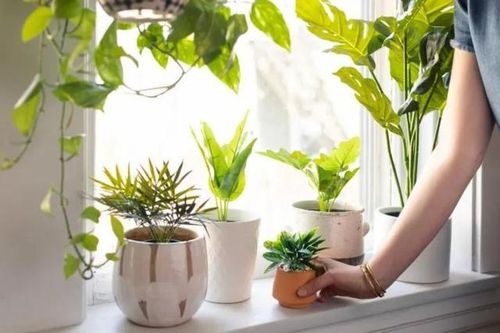 Những sai lầm cần tránh khi trang trí cửa sổ bằng cây xanh