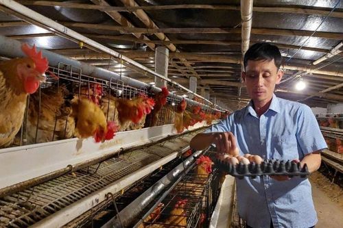 Giá trứng gia cầm lao dốc, nhiều hợp tác xã lao đao