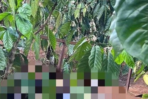 Đắk Nông: 2 vợ chồng tử vong trong rẫy cà phê, hồ tiêu của gia đình