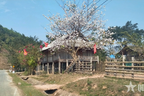 Mùa hoa ban nở trên vùng biên xứ Nghệ