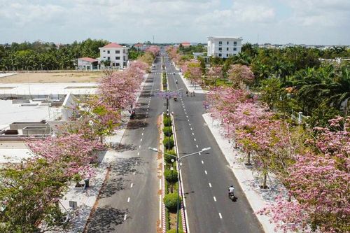 Tuần lễ hoa kèn hồng tại Sóc Trăng diễn ra từ ngày 15 đến 19-3