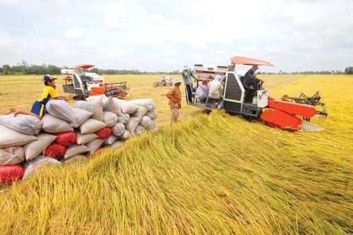 Trồng trọt góp 50% tổng kim ngạch xuất khẩu của nông nghiệp Việt Nam