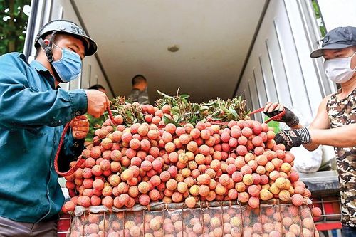 Xuất khẩu 500 tấn vải sớm U Hồng sang châu Âu