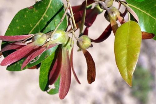 Độc lạ loài cây 'cứng như sắt, quý hơn vàng', duy nhất Việt Nam có