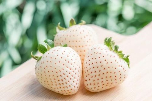 Loại dâu tây được ví như món ăn 'đốt tiền' của giới siêu giàu