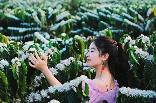 Tọa độ 'săn' hoa cà phê nở tại Tây Nguyên