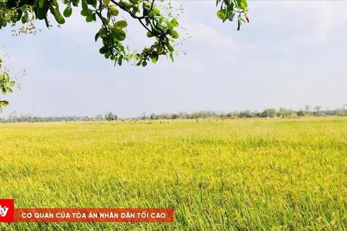 'Mùa vàng' ở biên giới Ia Mơ