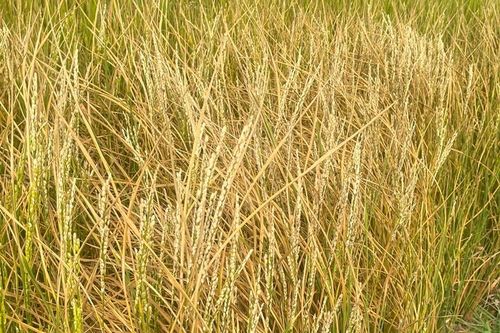 Lúa khô cháy, người dân bất lực cắt cho bò ăn
