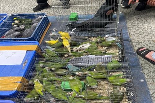 3 đối tượng vận chuyển trái phép 105 cá thể rùa, lãnh án hơn 30 năm tù