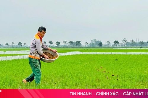 Hà Tĩnh bổ cứu sản xuất vụ xuân khi sâu bệnh gây hại nhiều nơi