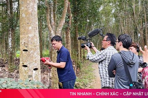 Hãng truyền hình nổi tiếng Nhật Bản làm phim về cây dó trầm Hà Tĩnh