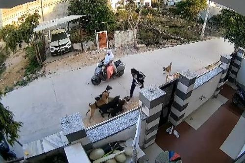 Đang đi bộ trên đường, người phụ nữ bị 8 con chó tấn công