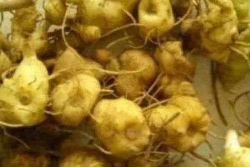 Rau cho lợn ăn chứa 'vàng' trong rễ, người Việt cứ đào bán là đếm tiền mỏi tay