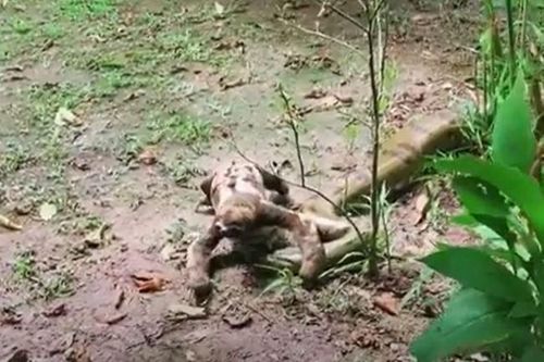 CLIP: Bị con lười bước qua người, trăn Anaconda làm ra hành động khiến người xem 'sốc'