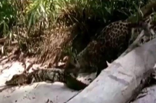 CLIP: Trêu cá sấu, báo đốm non nhận cái kết 'hú hồn'