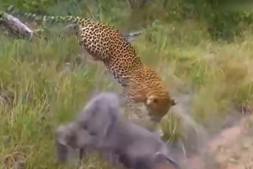 CLIP: Đi săn lợn rừng con, báo đốm bị lợn rừng mẹ húc cho tã tơi