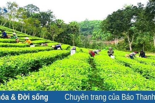 Tâm tư trên những vùng chè (Bài 2): Khi chè trở thành cây... thoát nghèo