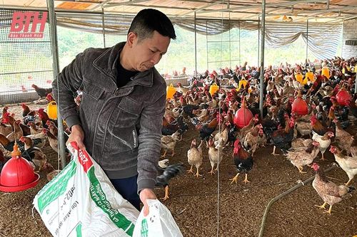 Làm giàu từ mô hình nuôi gà ri Lạc Thủy
