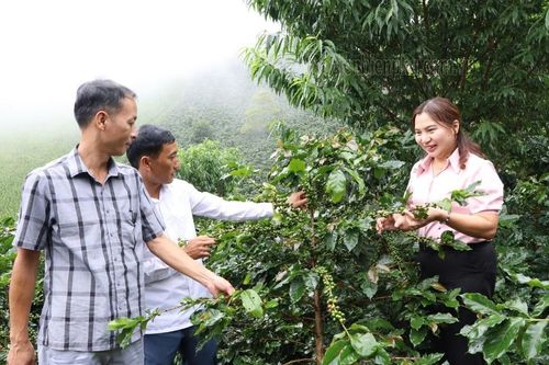 Mở rộng diện tích trồng cà phê