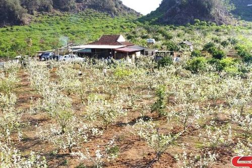 Sắc trắng tinh khôi hoa lê Phiêng Khoài