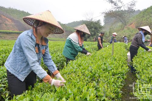Yên Lạc phát triển cây trồng mũi nhọn
