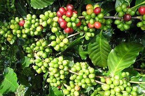 Chính sách thuế mới của Algeria mang lại cơ hội lớn cho cà phê Việt Nam