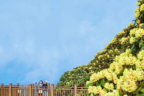 Hoa đỗ quyên nở rực rỡ trên đỉnh Fansipan