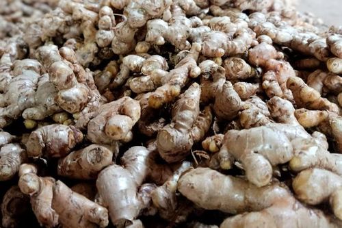 Người dân miền núi Nghệ An gặp khó khăn do gừng ế ẩm