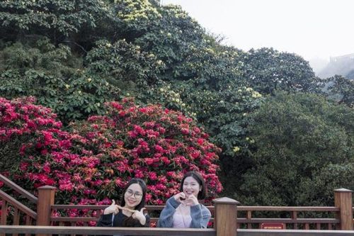 Tháng 3 lên đỉnh Fansipan ngắm đỗ quyên rực rỡ đẹp tựa chốn tiên cảnh