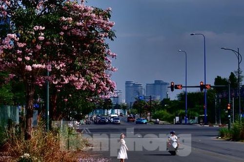Hoa kèn hồng nở rực trên nhiều tuyến đường ở TPHCM, hút người dân 'check-in'