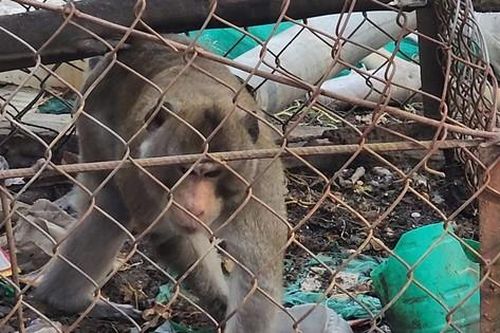 Bàn giao khỉ cụt đuôi cực quý hiếm