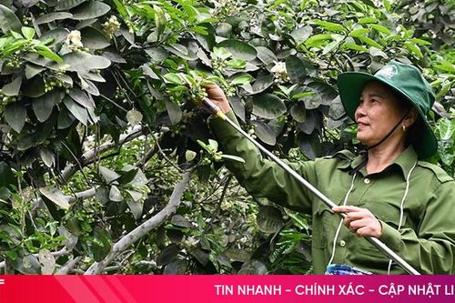 Làm gì để bưởi Phúc Trạch đậu quả cao?