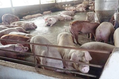 Giá lợn hơi tăng đột biến, chủ trang trại tiếc 'hùi hụi'