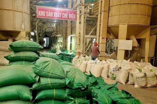 Giá lúa giảm sâu, nông dân mong chờ chính sách hỗ trợ
