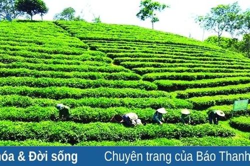 Tâm tư trên những vùng chè (bài 3): Nâng tầm giá trị cho chè xứ Thanh