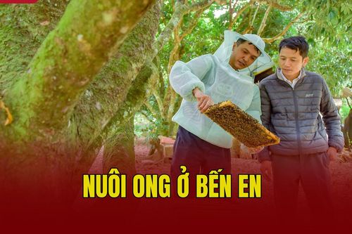 Nuôi ong ở Bến En