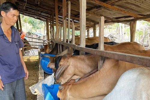 'Bà đỡ' của nông dân xã Ayun Hạ